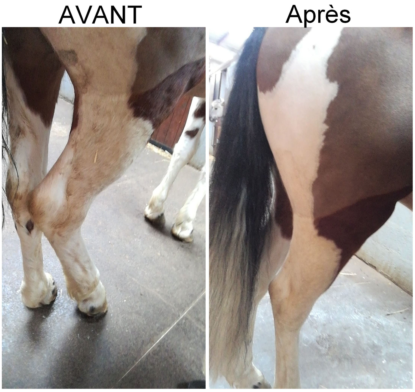 EKIN Détachant Robe et Crin