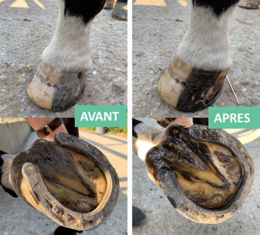 EKIN Onguent Sabot Sec