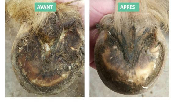 EKIN Gel Traitant Pourriture Sévère des Fourchettes