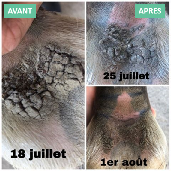 EKIN Onguent Anti-Crevasse et Gale de boue