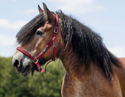 Licol Deluxe cheval de trait