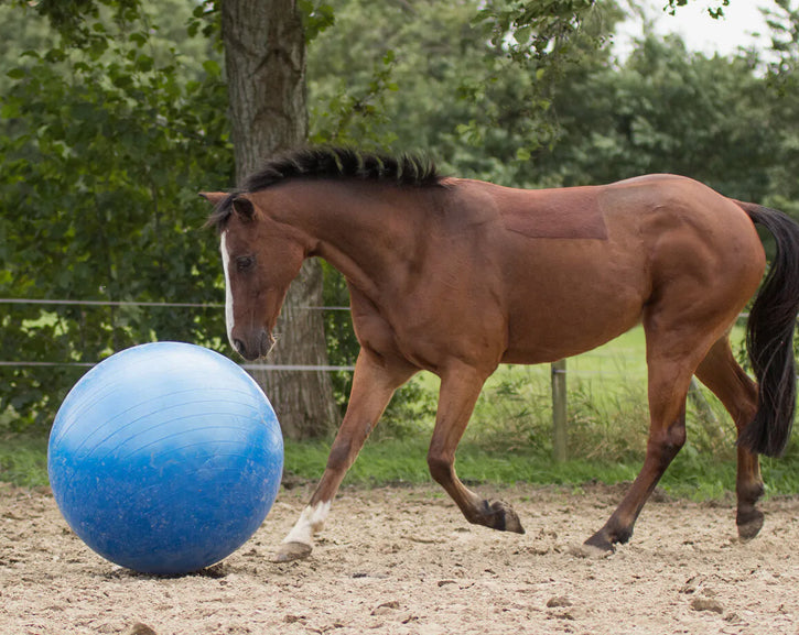 Ballon de jeu pour chevaux