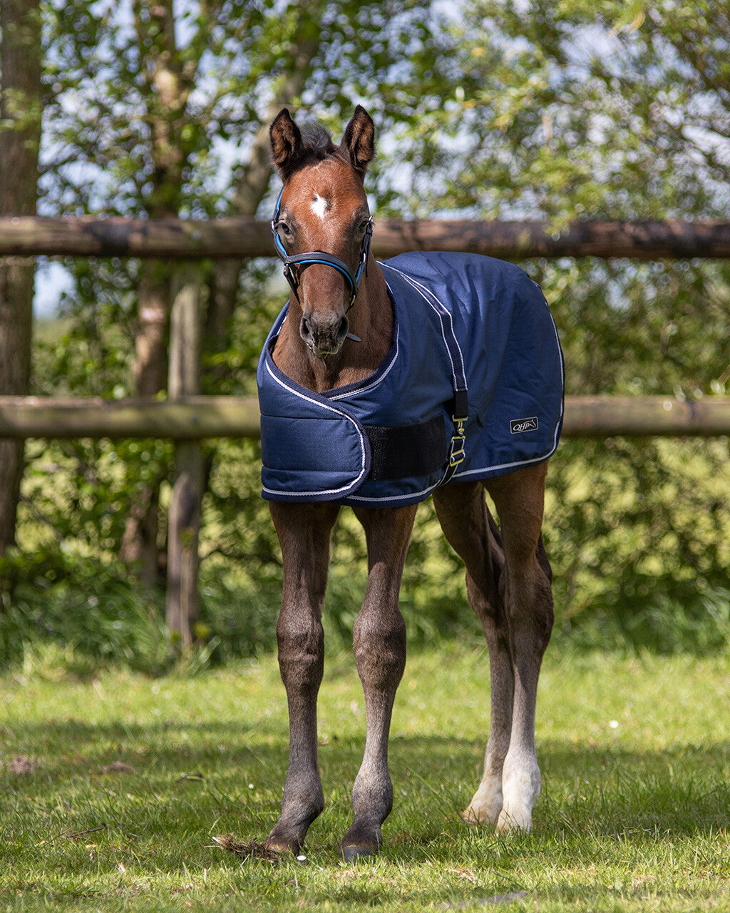 Couverture de poulain turnout 100gr