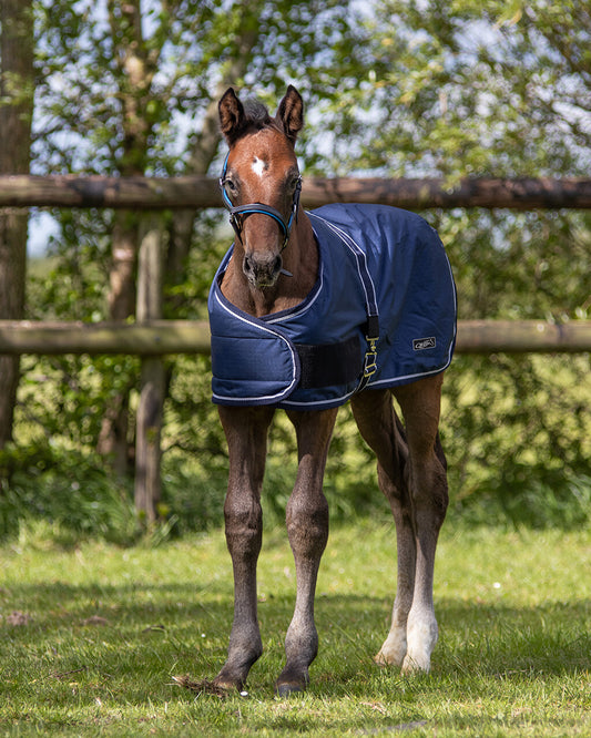 Couverture de poulain turnout 100gr